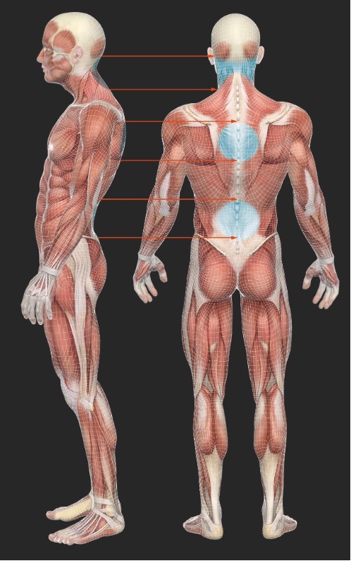 Fascia visual data 6